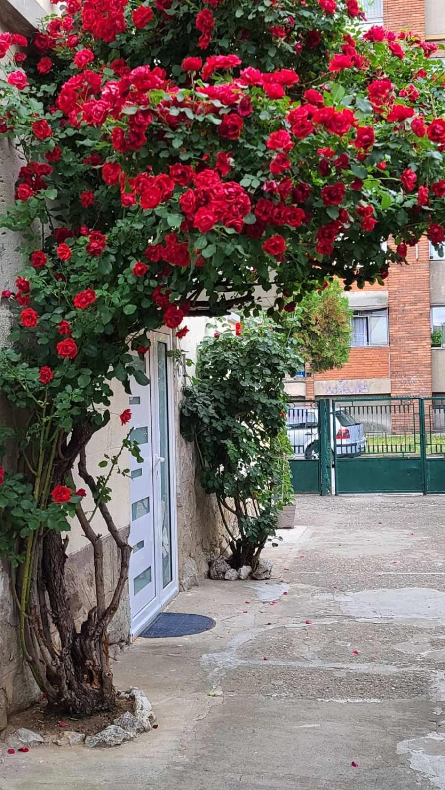 Apartmán Happy Star Ni Exteriér fotografie